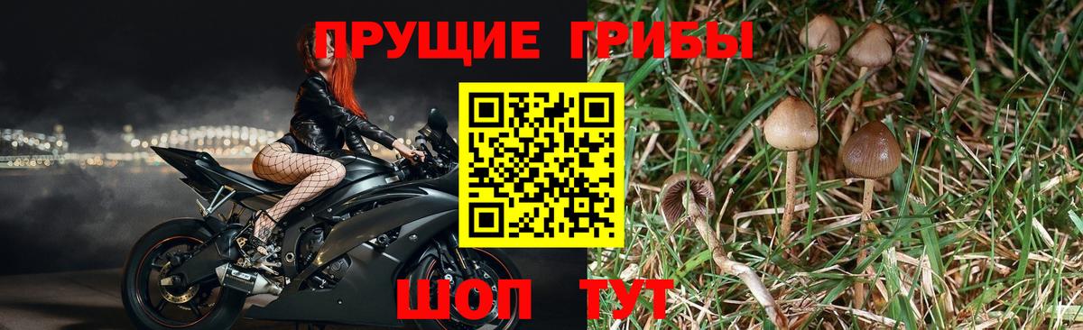 Псилоцибиновые грибы мухоморы  Псилоцибиновые грибы прущие грибы  Луга  Вход с VPN 